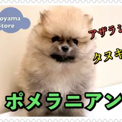 【 アザラシ系ポメラニアン 】タヌキを超えたアザラシ系!?超絶可愛いポメラニアン登場!