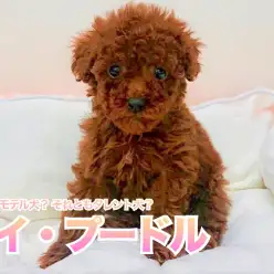 【 トイ・プードル 】 将来はモデル犬？ それともタレント犬？ イケメンプードルがやってきた!!