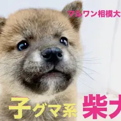 【 柴犬 】凛々しさと可愛らしさを兼ね揃えた子グマ系の柴犬。遊ぶときはエンジン全開！