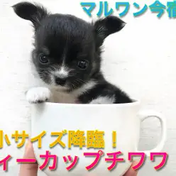 【 極小 チワワ 】生後52日で361gのティーカップサイズ!マズル短め・ドワーフ体型の癒し系ガール!