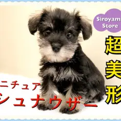 【 超美形シュナウザー 】ルックス＆性格、超ハイスペックなワンコが登場！