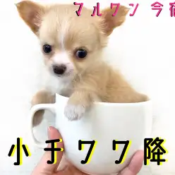 【 極小 チワワ 】マズル短め・クリームカラーの極小チワワ降臨!初めてのチワワ生活のための情報満載!