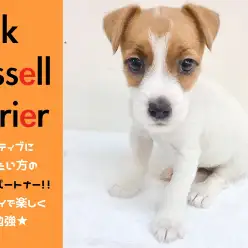 【 ジャックラッセルテリア 】アクティブに遊びたい方の最高のパートナー♥知育トイで遊びながらお勉強!!