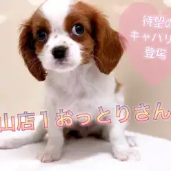 【 キャバリア・キングチャールズ・スパニエル 】相模原ナンバーワンの呼び声高いおっとりさんをご紹介！