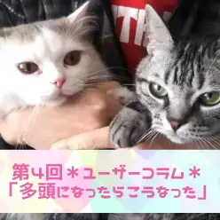 【 大倉山店ユーザーコラム 】アメショーとラガマフィンのパパのコラム ～第4話多頭になったときのお話～