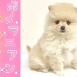 【 ポメラニアン 】柔らかいクリーム色の毛色に映える真っ黒な瞳とお鼻!!バレンタイン生まれのふわもこボディ!!