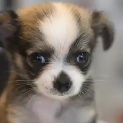 【 ロングコートチワワ 】レアカラーのレッド＆ホワイトの被毛を纏っている大人気のたぬき顔チワワが登場！