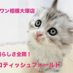 【 スコティッシュフォールド 】がばい可愛さ！子猫らしさ全開で遊ぶ姿に悶絶！大和市近郊の方は必見！