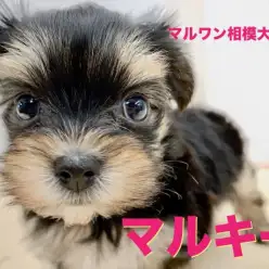 【 MIX マルキー 】マルチーズとヨークシャーテリアのMIX犬！平成最後のバレンタインデーに生まれた甘えん坊さん