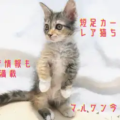 【 スクーカム 】超希少!短足カールのレア猫ちゃん!為になる食育情報も満載!