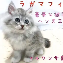 【 ラガマフィン 】初めての猫ちゃん生活におすすめ!豪華な被毛のヘソ天王子!