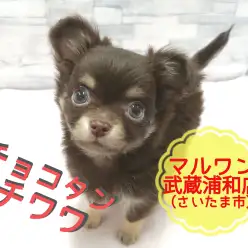 【 チワワ 】生後75日で590g！！可愛いすぎるイケメンベイビー！！