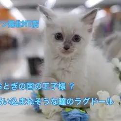 【 ラグドール 】澄みきった春の青空のような瞳のラグドールくん