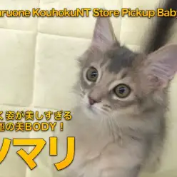 【 ソマリ 】歩く姿が美しすぎる 究極の美BODY！