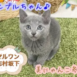 【 ロシアンブルー 】  シルバーブルーの被毛は美しさの極み！  小さめボディのロシアンプリンセス！！