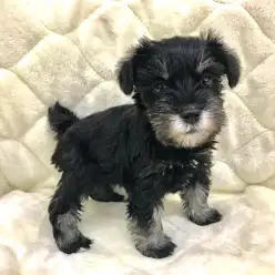 【 ミニチュア・シュナウザー 】訓練士も納得!トレーニング能力の高い知られざるシュナの魅力!