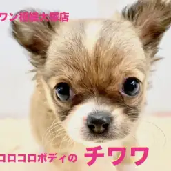 【 チワワ 】コロコロ体型のまん丸チワワちゃん！令和初のバレンタインが1歳の誕生日！