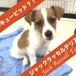 【 ジャックラッセルテリア 】あなたの恋のキューピッド？！横浜元町店にハートのジャックが入店です！