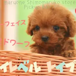 【 トイプードル 】ベビーフェイスにドワーフ体型、ハイレベルトイプーが降臨だ！