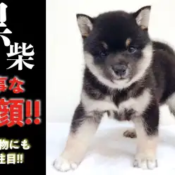 【 柴犬 】見事な丸顔!!凛々しい四つ目麻呂眉!!可愛い被り物にも大注目!!