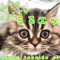 【 ミヌエット 】ペルシャ・マンチカンの良いとこ取り!激カワ⁉モフモフニャンコ‼