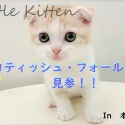 【 スコティッシュフォールド 】人気No.1カラー・レッド色の垂れ耳君☆