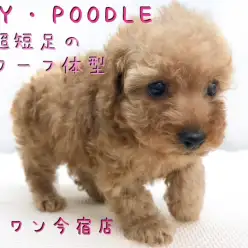 【 トイ・プードル 】超短足!ドワーフ体型の2頭身プードルくんは初めての方にオススメです!