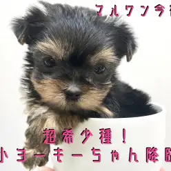【 極小 ヨークシャーテリア 】超希少種!極小ヨーキーちゃん降臨!激かわ写真とトレーニング情報は必見です!