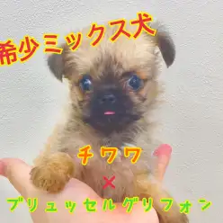 【 MIX 】超希少犬種ミックス犬!入店速報!