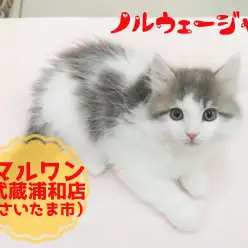 【 ノルウェージャンフォレストキャット 】埼玉イチの美男子！北欧生まれのイケメンにゃんこ！