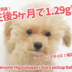 【 ティーカッププードル 】生後5ヶ月で1.29㎏！初トリミングで超ミニマムボディの全容が明らかに！？