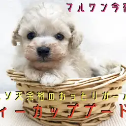 【 ティーカップ プードル 】生後54日で431g!クリームカラーの極小プーちゃんはおっとりガール!