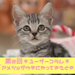 【 大倉山店ユーザーコラム 】アメショーとラガマフィンのパパのコラム ～第2話アメショがうちにやってきたときのお話～