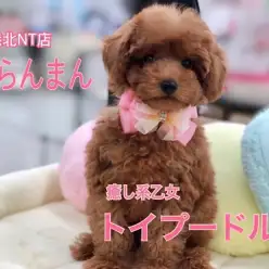 【 トイ・プードル 】春爛漫！パステルカラーがお似合いの乙女系プーちゃん