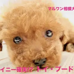 【 トイ・プードル 】平成のラストアイドル！？神奈川最高クラスのミニマムで超美形なトイプーちゃん