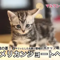 【 アメリカンショートヘア 】天地の差！キリッとしたお顔と寝相がギャップ萌え！