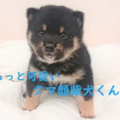【 柴犬 】まるっと可愛いクマ顔の柴犬君