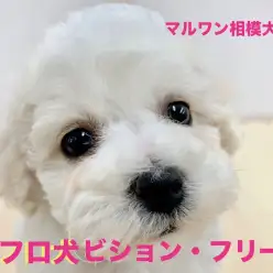 【 ビションフリーゼ 】将来はアフロ犬！わたあめボーイはマッサージがお好き？
