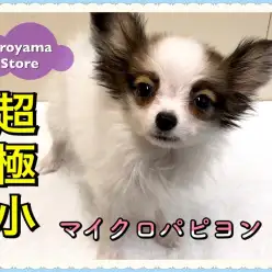 【 超極小 パピヨン 】超が付くほど小さい！マイクロパピヨンをご紹介