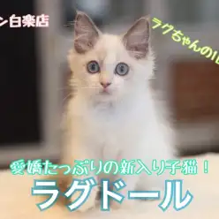 【 ラグドール 】白楽店の愛嬌たっぷりの新入り子猫のラグちゃんの1日に密着！
