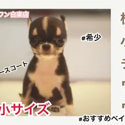 【 極小チワワ 】月齢55日にして驚異の354g！！しかもレアなスムースコートが白楽店に登場！