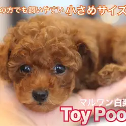 【 トイ・プードル 】毛巻き＆毛量は100点！！女性にオススメしたい小さめベイビー！
