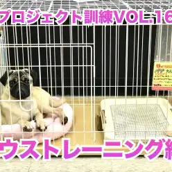 【 わんこのトレーニング 】重要！ハウストレーニング編／PROJECT KUNREN VOL.16
