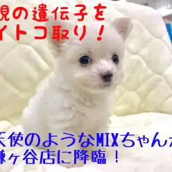 【 MIX犬 】千葉県民必見！チワワ×ビションフリーゼの素敵ポイントを受け継いだ素敵なベイビーが登場！