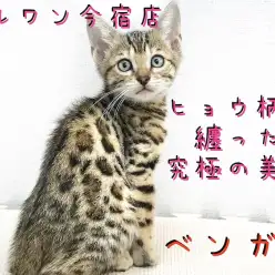 【 ベンガル 】ヒョウ柄を纏った究極の美猫!仲良くなるポイントも大公開!横浜・今宿店発