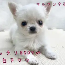 【 クリームチワワ 】生後56日で521g!ムッチリだけど小さめ!チワワちゃん専用お散歩情報も!