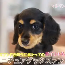 【 ミニチュア・ダックスフント 】肌触り抜群の甘々女子！ダックスを飼うポイントもご紹介！