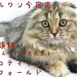 【 スコティッシュフォールド 】犬とも仲良し!超毛量の多頭飼いオススメにゃんこを横浜今宿店よりご紹介!