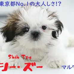 【 シーズー 】鼻ぺちゃ好きの方必見!その超大人しい&従順さは東京都No.1かも!?