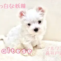【 マルチーズ 】見逃し注意！小さめサイズのパーフェクトガール！？